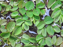 Schwimmfarn-Salvinia-minima